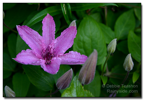 Clematis 'Hagley Hybrid' flower