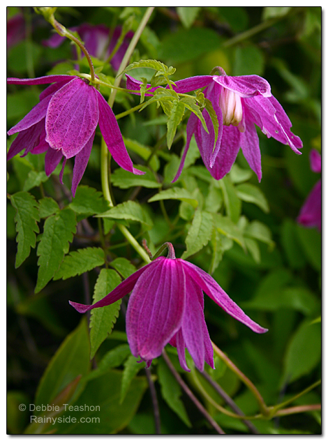 Clematis 'Ruby' flowers