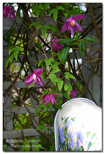 Clematis on arbor