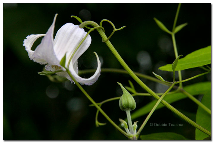 Clematis crispa flower