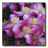 Clematis 'Freda' flowers