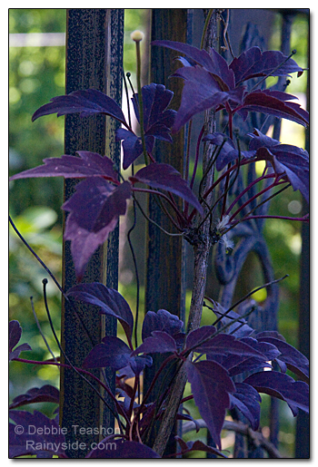 Clematis 'Freda's dark spring foliage