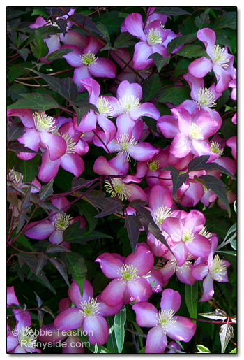 Clematis 'Freda's flowers
