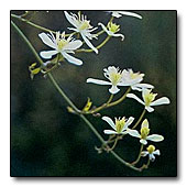 Clematis terniflora flowers
