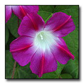 Ipomoea 'Split Personality' flower
