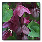Purple bell flower