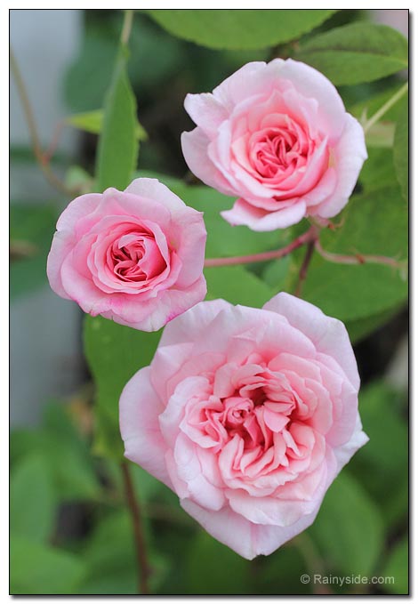 Rose Cecile Brunner flowers
