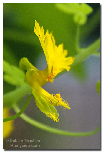 Tropaeolum peregrinum flower