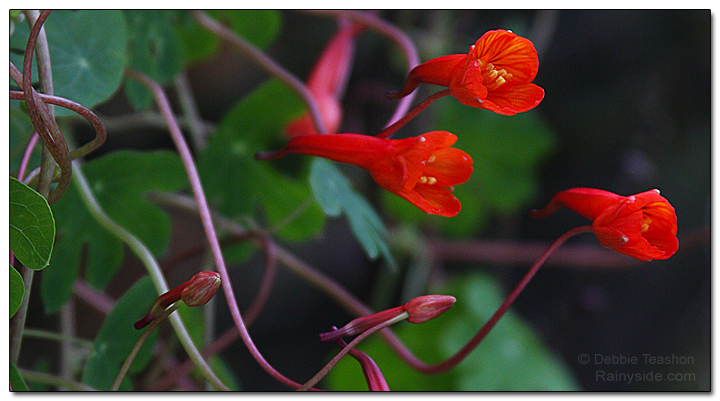 Tropaeolum tuberosum flowers
